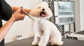 Dicari groomer styling model anjing pengalaman
