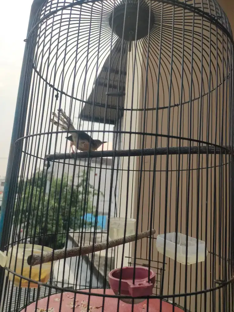 Jual burung prenjak putih prenjak klik
