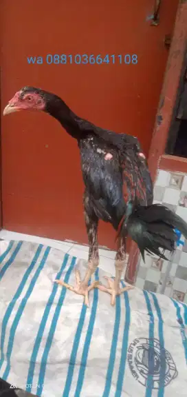 Ayam Birma jambuL 4 bulan