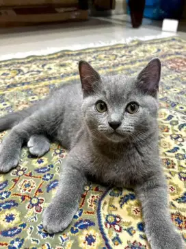 BRITISH SHORTHAIR BLUE
