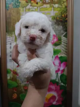 Poodle putih betina