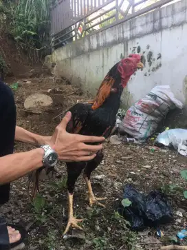 AYAM BANGKOK  SUPER