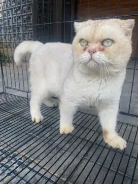 Kucing Scotish Non Ped