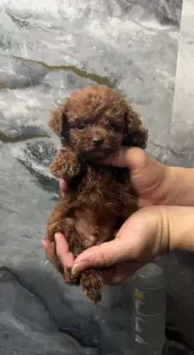 Anjing poodle pudel podel
