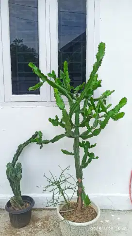 Kaktus tulangan hijau