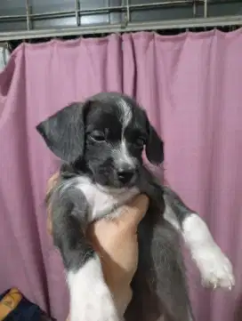 Anjing Poodle Chihuahua