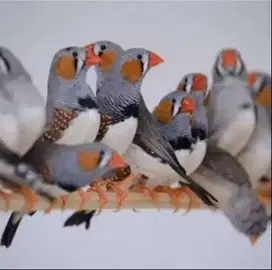 burung zebra finch buat aviary