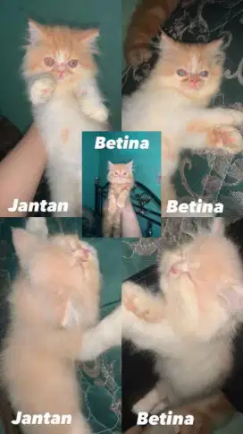 Kucing Persia usia 2 bulan