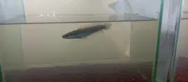 Ikan channa maru ys baby size 6 cm