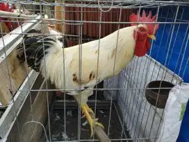 Ayam Kampung hidup