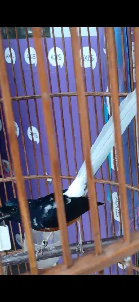 Murai jantan Blorok ekor pocong