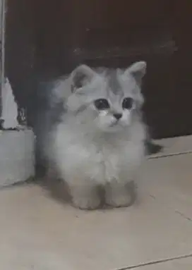 Kucing kitten munchkin cebol jantan ganteng longhair