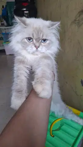 JASA PACAK KUCING HIMALAYA