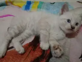 Kucing  jantan mata biru 1 bulan