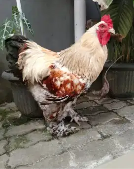 Ayam Brahma Pejantan
