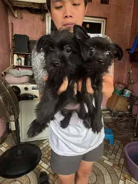 dijual murah puppy mix { schnouzer mix poodle}