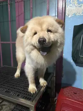 dijual anjing dewasa chow-chow, dan frenchie