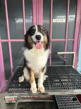 di jual dogy dewasa border collie