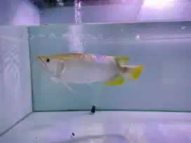 Ikan arwana red Banjar metalic