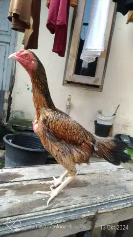 Ayam bangkok pakhoy krengkrei