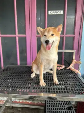 dijual cepat dan murah shiba inu