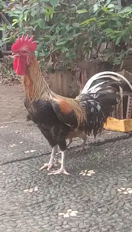 Ayam Pelung Jali Jantan