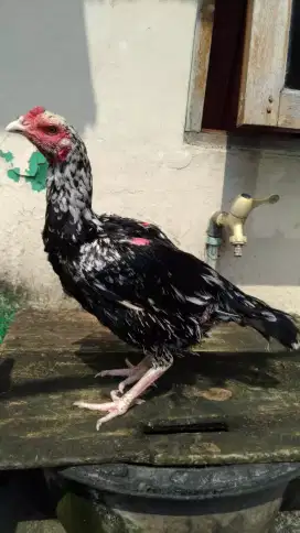 Ayam betina pakhoy blackbull kururun