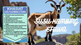 Susu kambing etawa murni