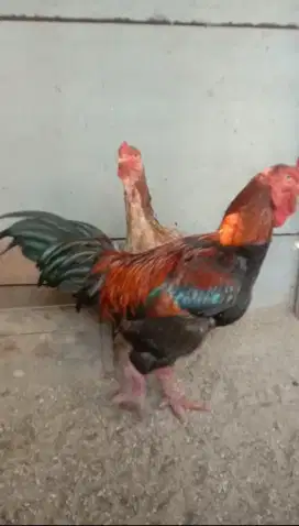 Ayam Kaki Gajah - Dewasa