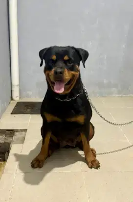 Jual Rottweiler Betina Dewasa