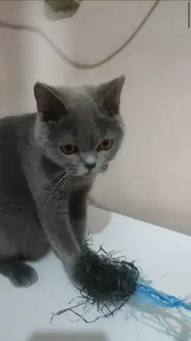 LEPAS ADOPT BSH BLUE BETINA PROVEN