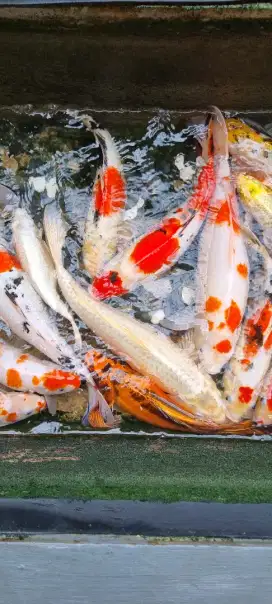 Ikan KOI grade A,  cantik warna nya banyak pilihan