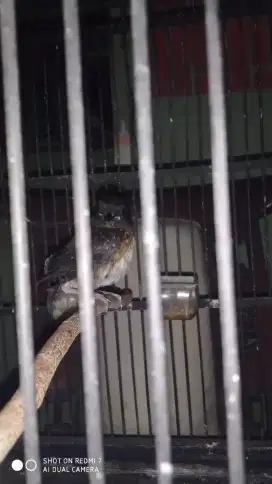 Muraibatu anakan hasil kebun sendiri