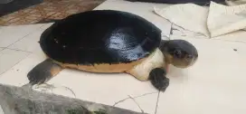 Kura2 ukuran jumbo