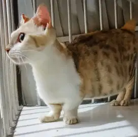 Indukan munchkin hamil