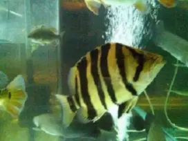 Indodatz Tiger Fish Sumatra / Datz Sumatra 27-30cm