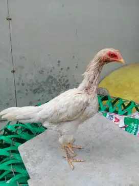 Ayam Bangkok jenis Watt King indukan/betina/biang