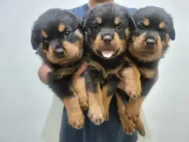 ROTTWEILER STAMBUM VAKSIN OBC