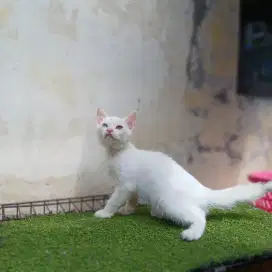 Kitten Odd Eye jantan