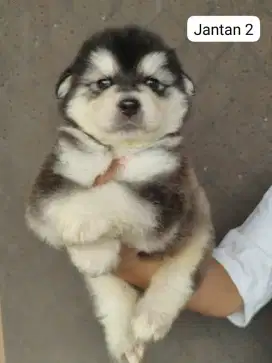 MALAMUTE STAMBUM