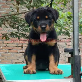 Anjing Rottweiler Puppies Anakan Betina