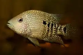 Ikan Texas, atau Herichthys cyanoguttatus