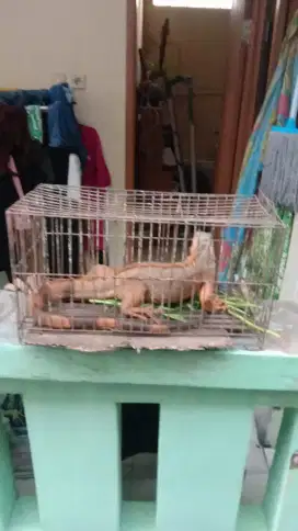Iguana coklat Oren