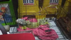 Iguana hijau hitam