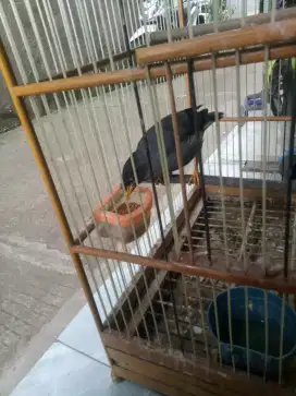 Jalak kebo maput gacor(berisik)