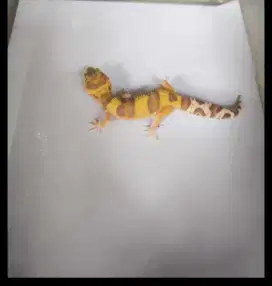 Gecko Tremper het eclipse poss wy