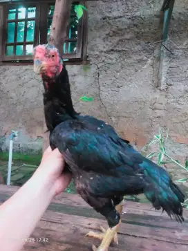 Ayam Bangkok Biang