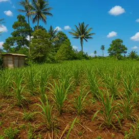 Jual kebun durian produktif jabung malang