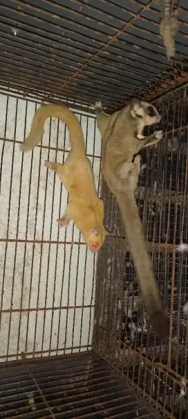 Sugar glider cream x grey sepasang