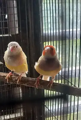 Burung gold amadine kuning sepasang